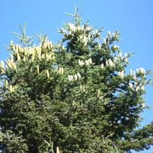 Fir tree - Kastania - Agrafa - Karditsa - Plastiras Lake