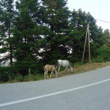 Kastania Village - Agrafa - Plastiras Lake