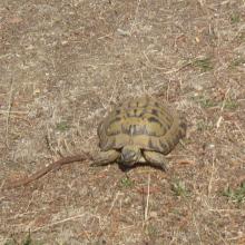 Turtle | Kastania Village - Agrafa - Plastiras Lake